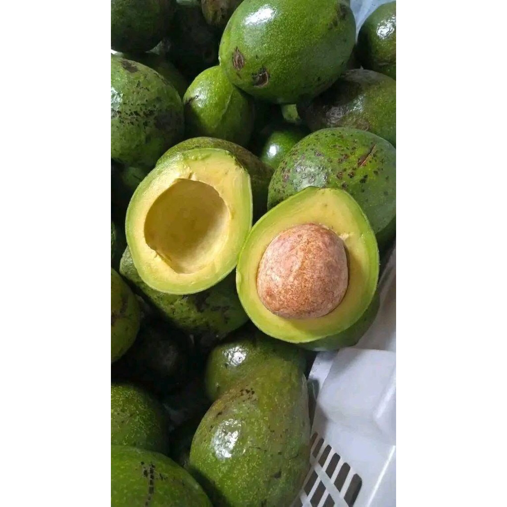 alpukat mentega padang real