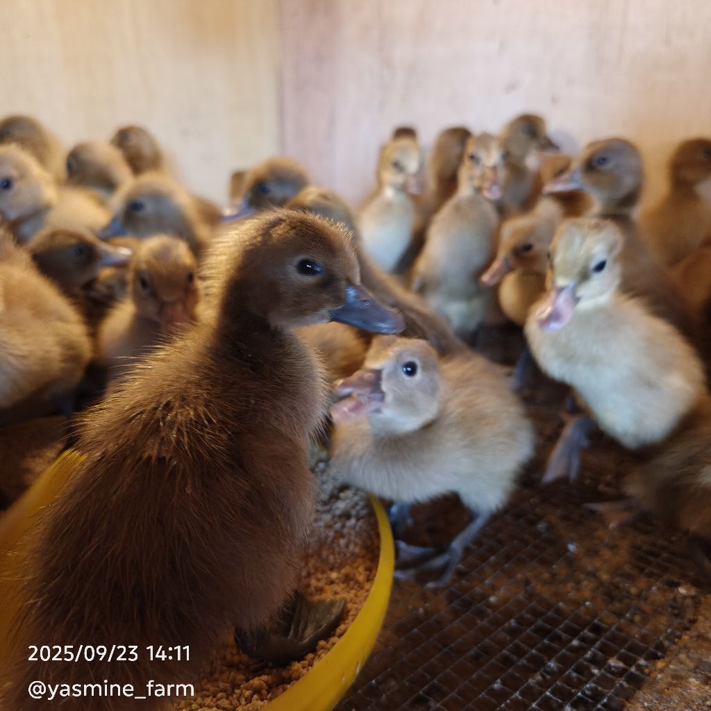 ECERAN DOD BEBEK LOKAL / ITIK COKELAT - SUDAH DIVAKSIN