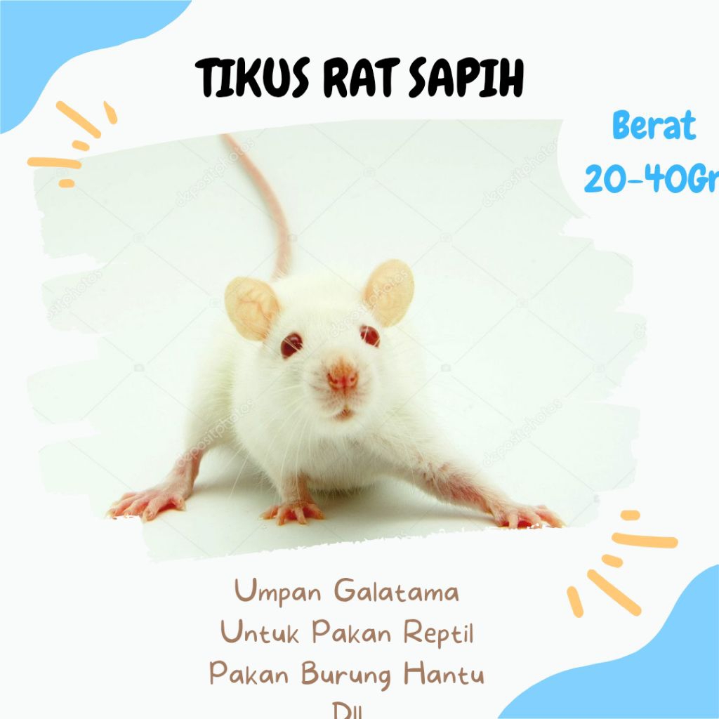 Baby RAT / Tikus Putih Rat Ukuran Sapih – Pakan Ular, Reptil & Kebutuhan Laboratorium