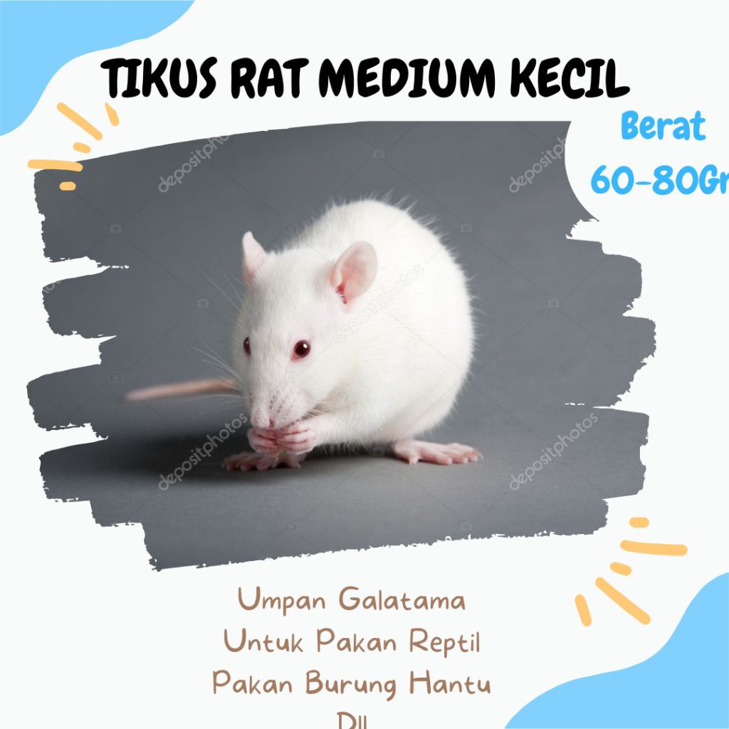 RAT Medium Kecil / Tikus Putih Rat – Pakan Ular, Reptil & Kebutuhan Laboratorium