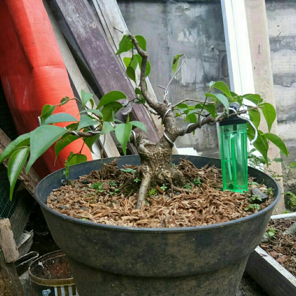 Bonsai beringin lokal siap dipercantik