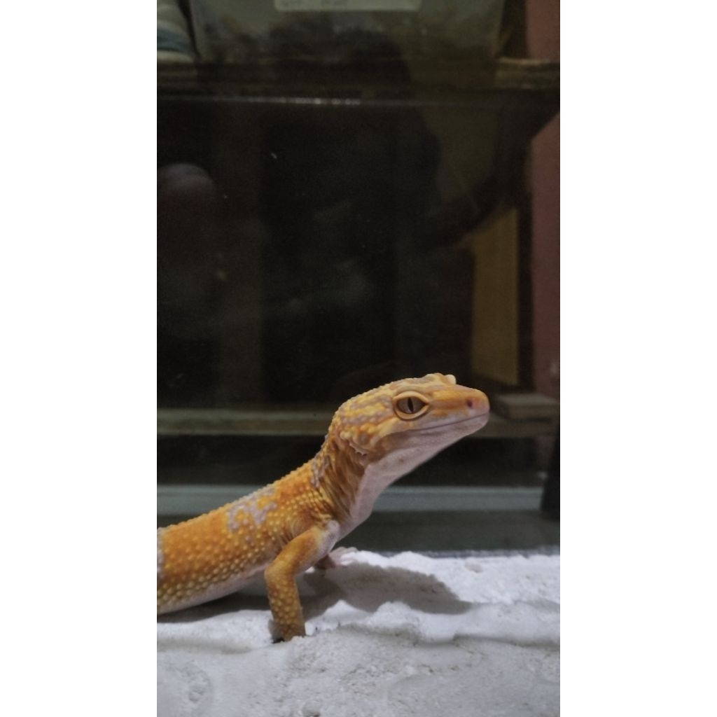 GECKO TREMPER LAVENDER JANTAN