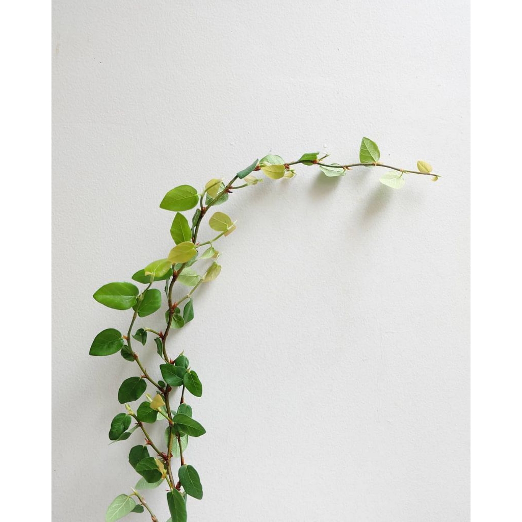 Tanaman hias ficus pumila - dolar rambat daun kecil