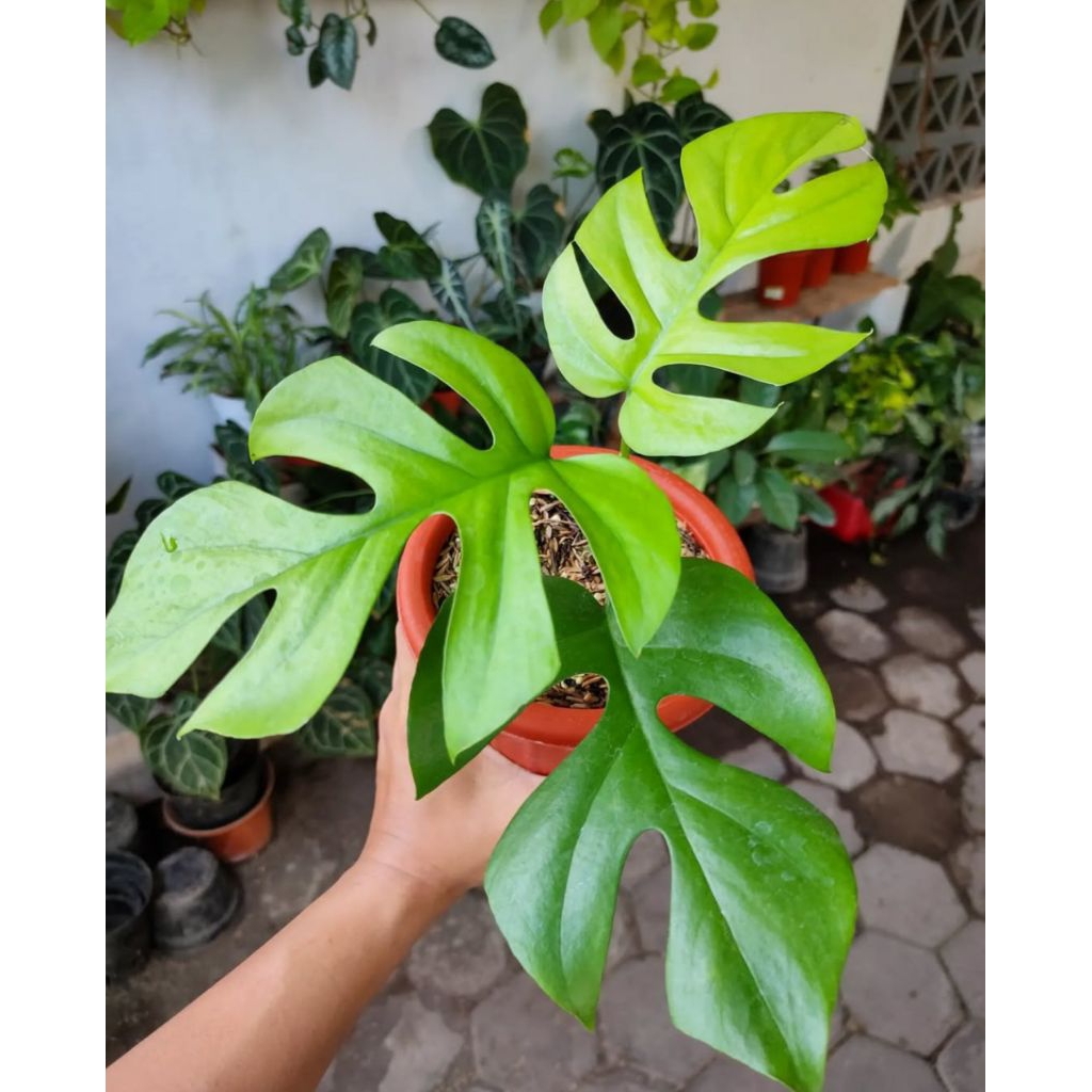 Tanaman hias Monstera Tetrasperma Mini - monstera tetrasperma - monstera mini