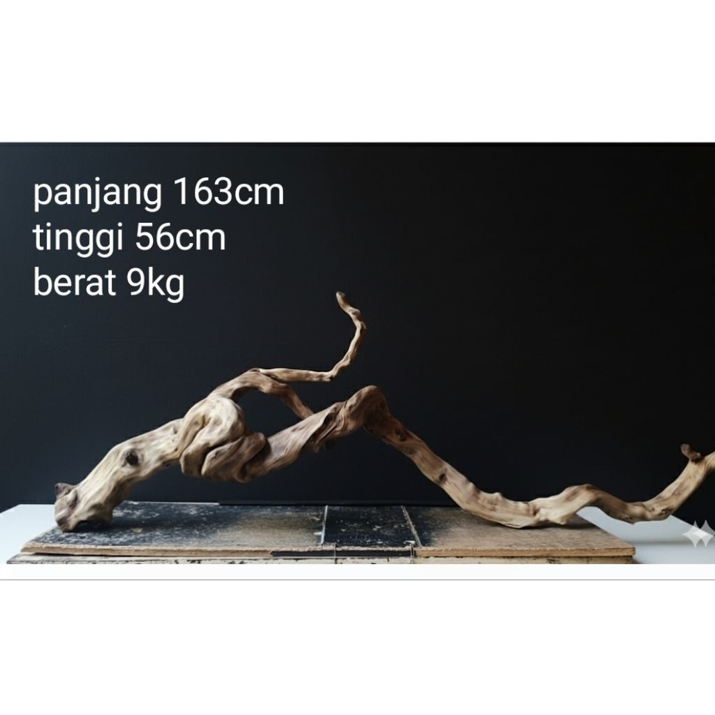 kayu santigi laut jumbo tengelam bebas tanin