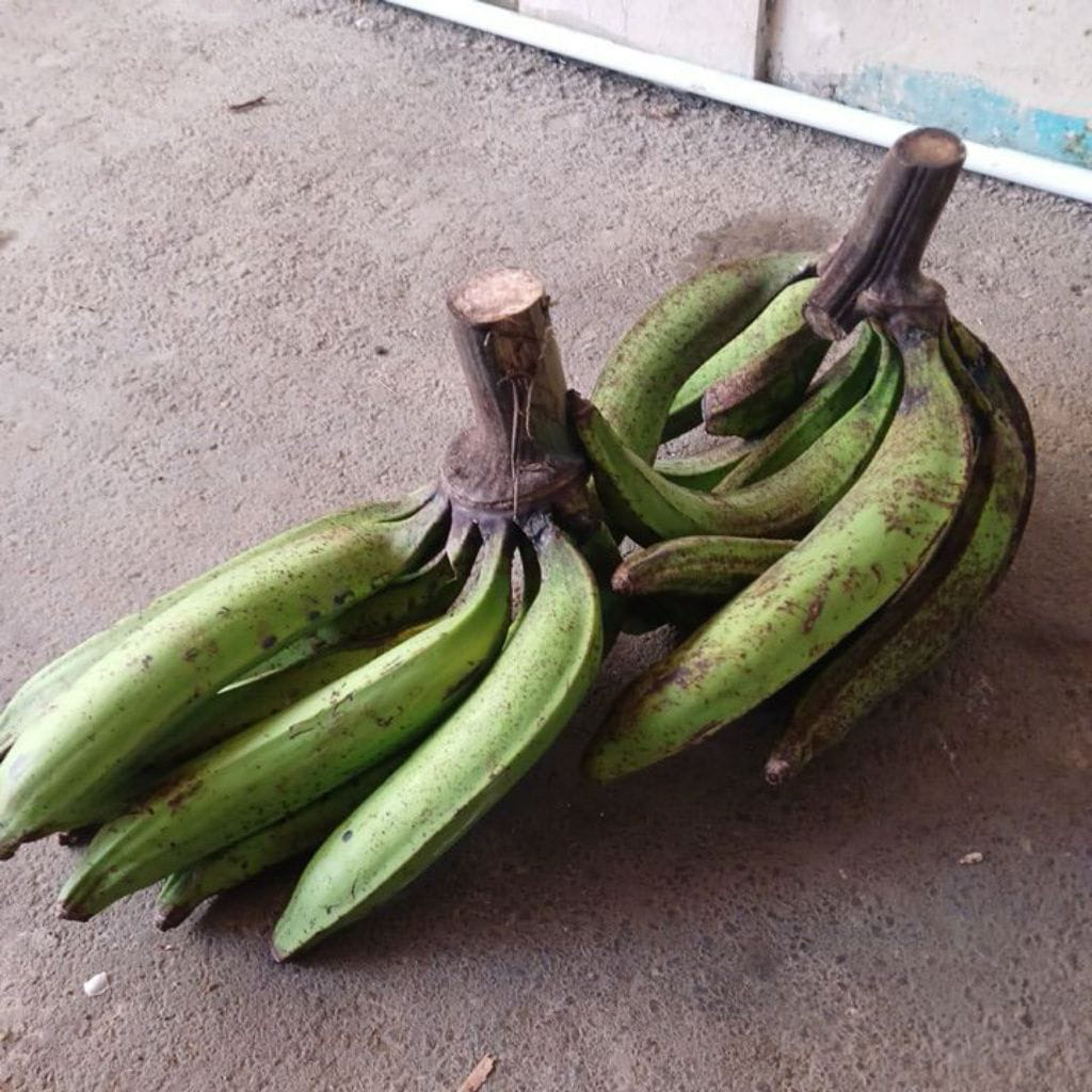 PISANG TANDUK/PISANG GALEK/PISANG KAPAS 1 SISIR JAWA BARAT