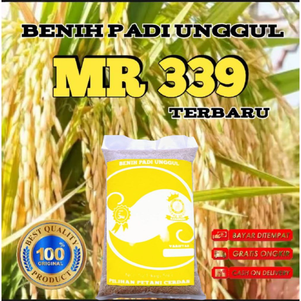 BENIH BIBIT PADI ASLI MR 339 TERBARU ORIGINAL KEMASAN 5KG