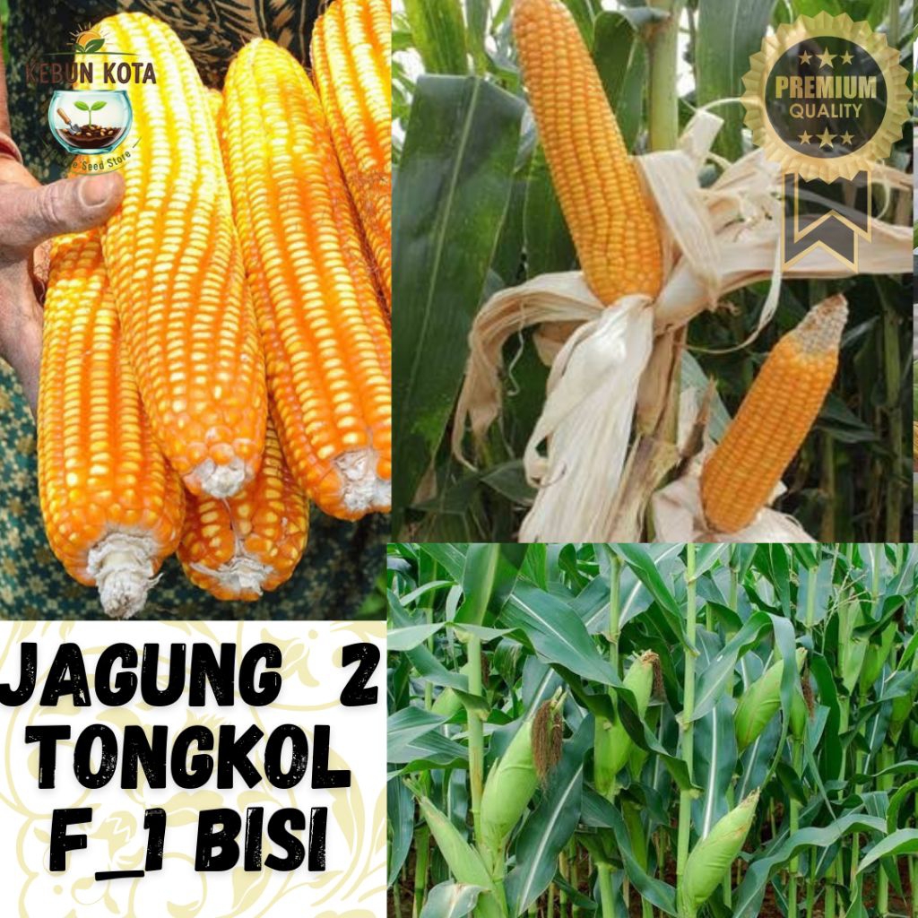 KEBUN KOTA]-Bibit Benih Tumbuhan "JAGUNG 2 TONGKOL F_1 BISI "