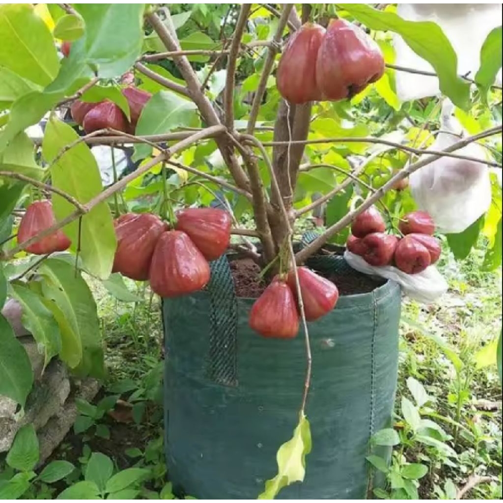 PROMO BIBIT JAMBU AIR CITRA MADU