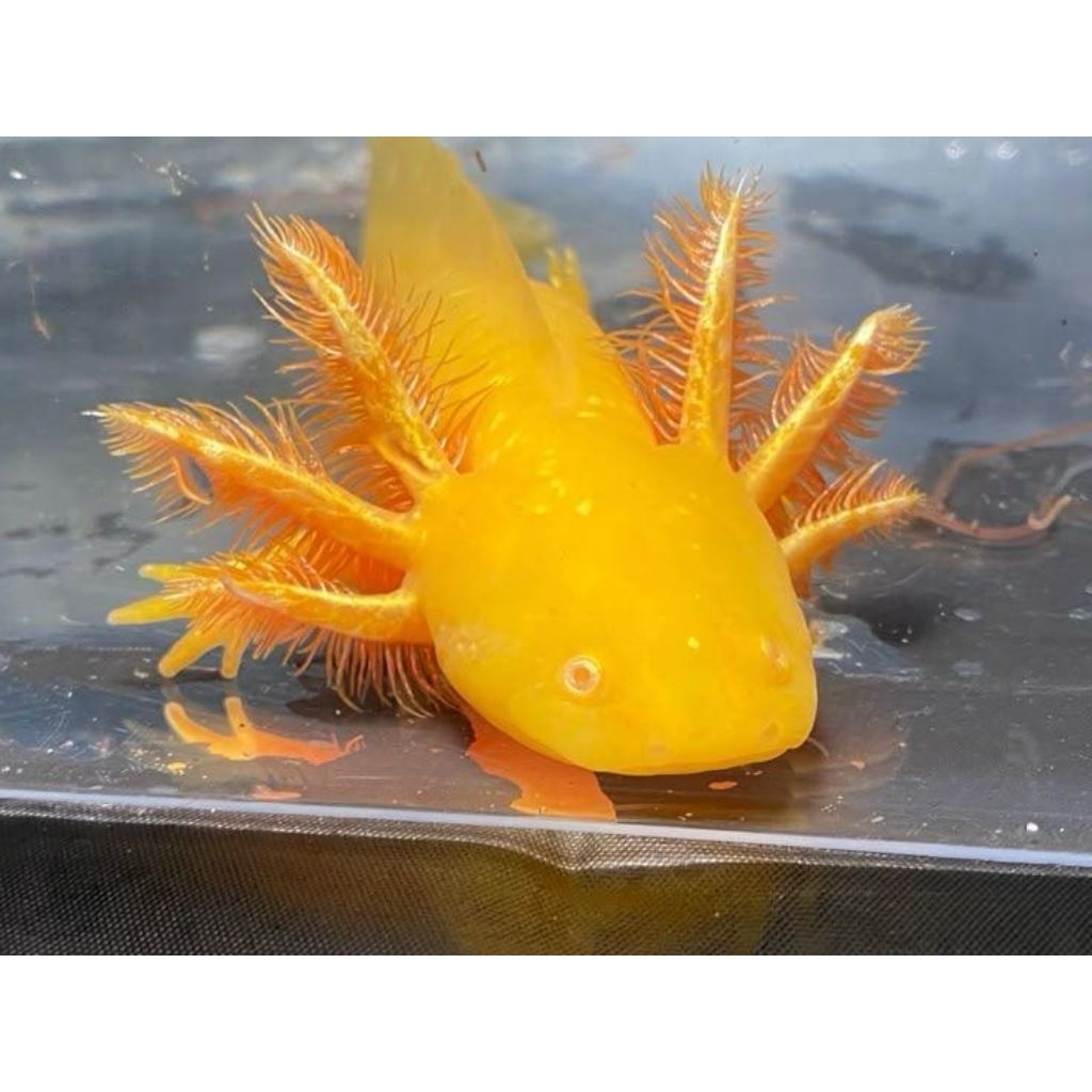 MAINAN/AXOLOTL/HIASAN/AQUARIUM/GOLDEN