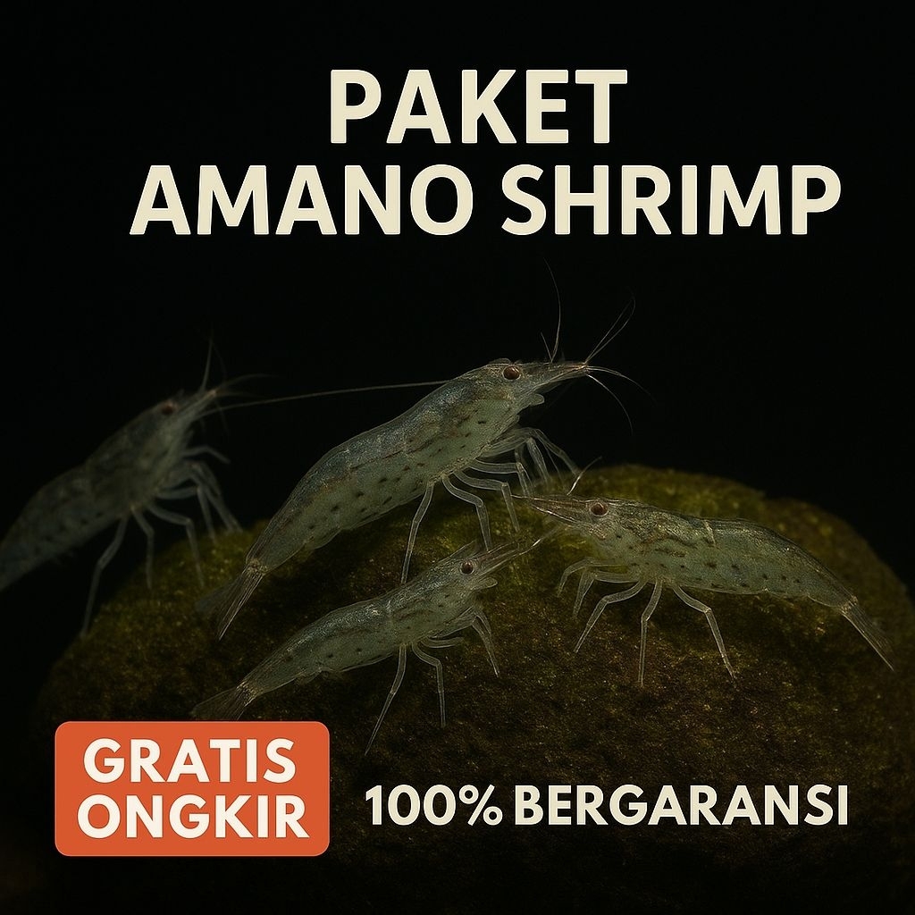 Paket udang hias amano shrimp 100 & 50 ekor - udang hias pembersih - hiasan aqurium