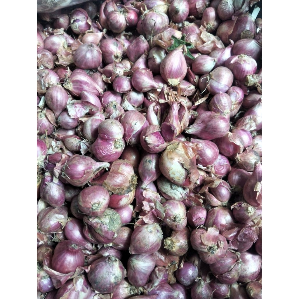 Bawang super bawang merah pilihan terbaik Bawang merah berkualitas super