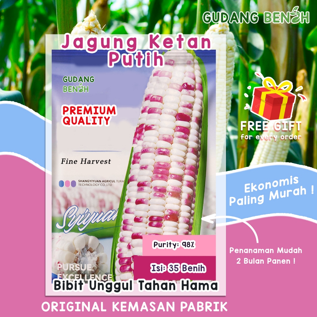 [PANEN MELIMPAH] Benih Jagung Pulut Ketan / Bibit Jagung Ketan Manis Isi 35 / Benih Tahan Hama