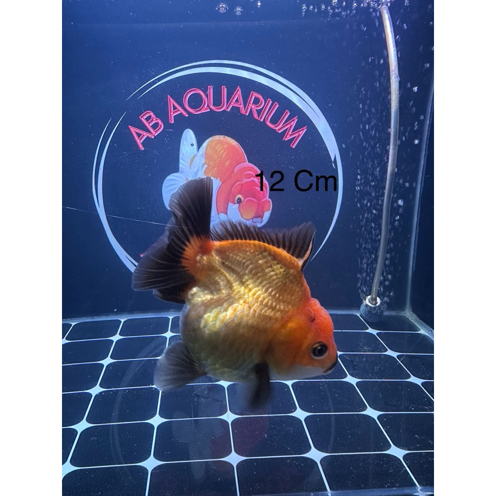 Ikan Koki Oranda Bagong Black Gold