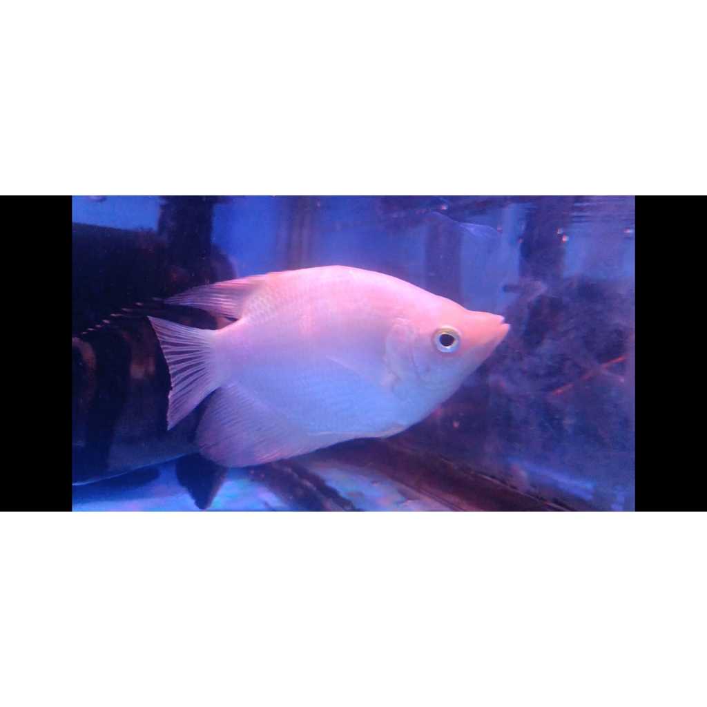 Gurame Padang (Short Body Variance) 8-10 cm