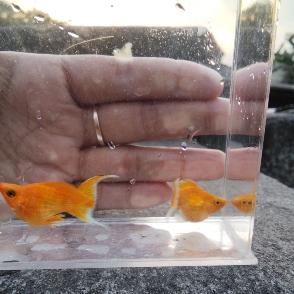 molly balon gold lyretail