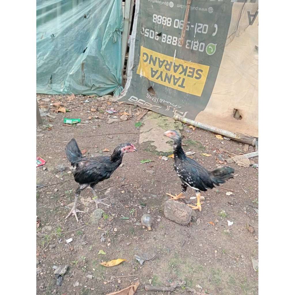 Anak ayam kampung umur 3 bulan