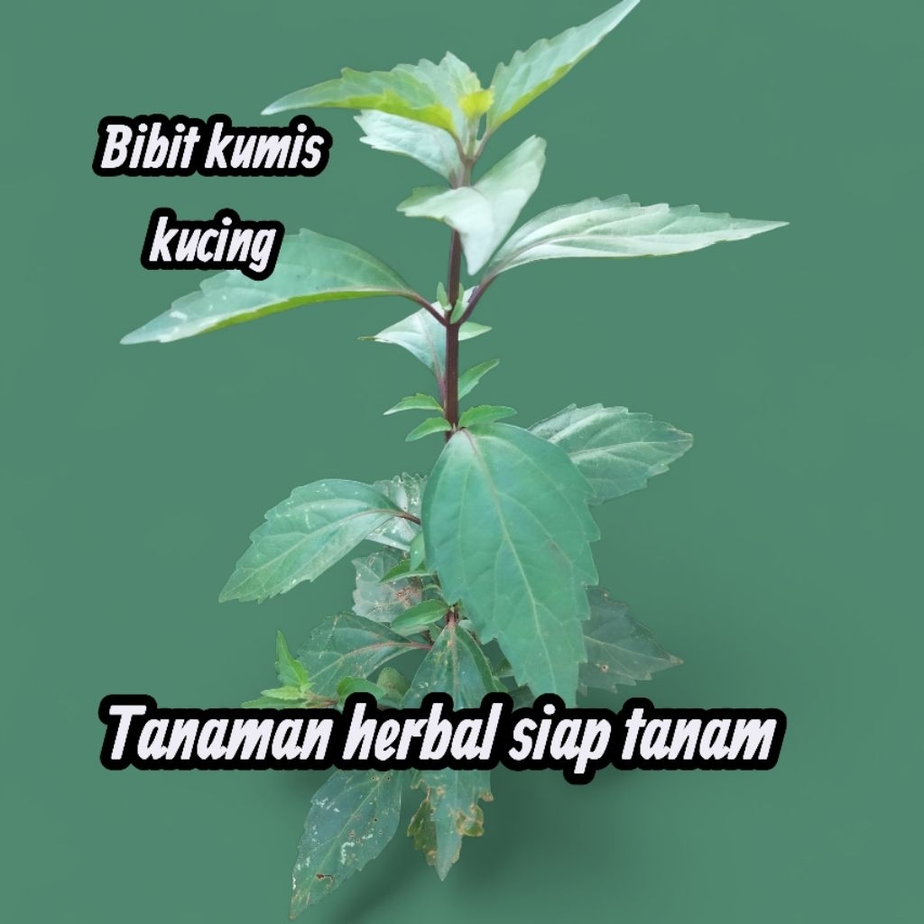 bibit kumis kucing siap tanam, kumis kucing tanaman herbal, tanaman kumis kucing siap tanam