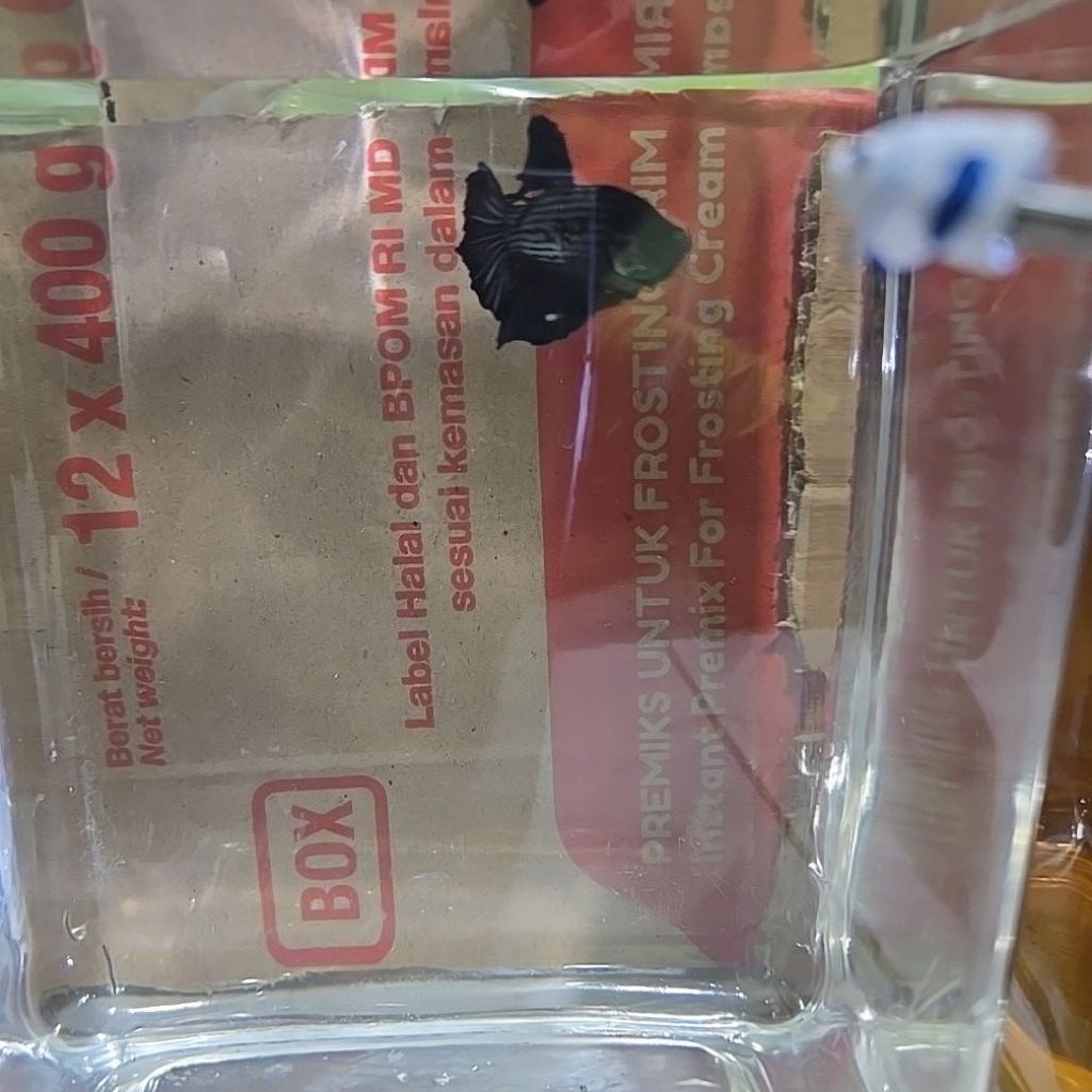 cupang rgg bahan dan indukan