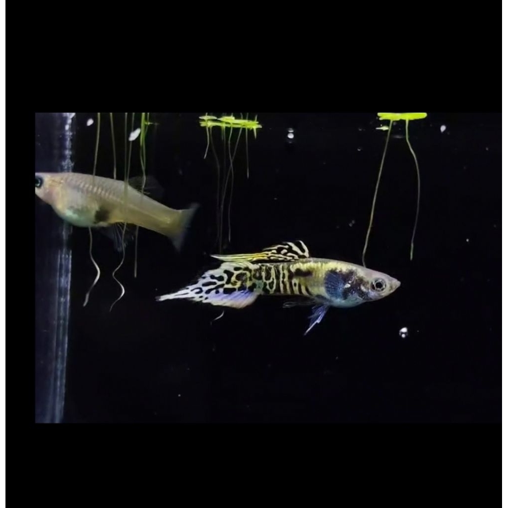 Guppy Galaxy Yellow Speartail  | Grade A+ | Hiasan Akuarium