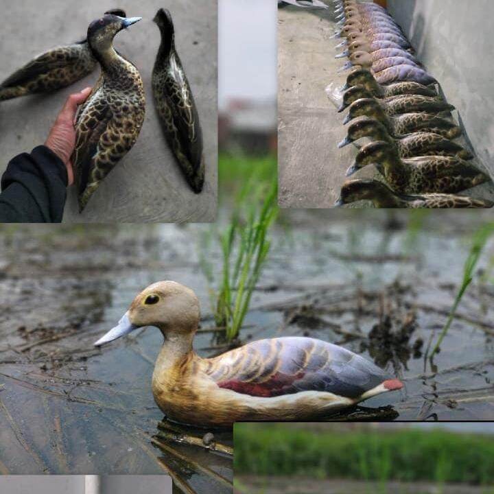 JONTROT BURUNG BELIBIS MIRIP ASLI / PATUNG PANCINGAN BURUNG BELIBIS