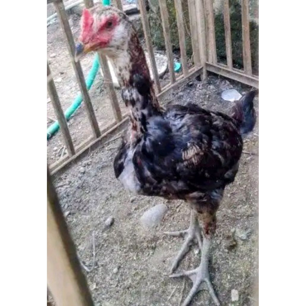 Anak  Pama bulbi 4bulan lebih