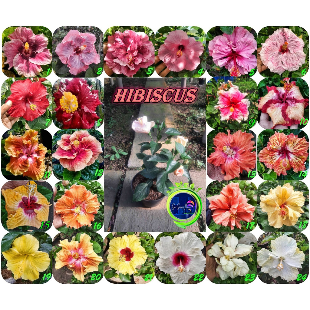 BUNGA SEPATU HIBISCUS IMPORT Hibiscus Bunga Bangkok Murah IMPORT