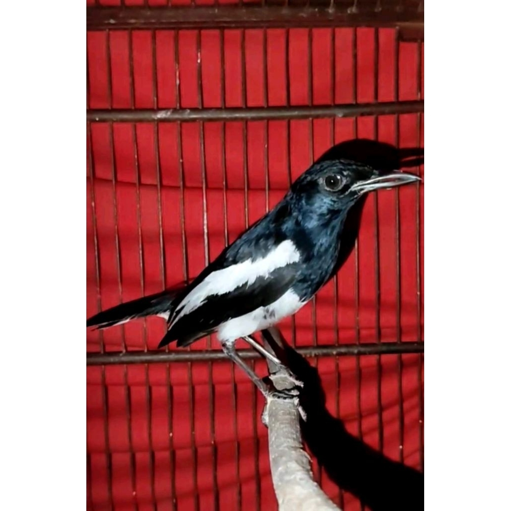 Burung Kacer Jantan Gacoran