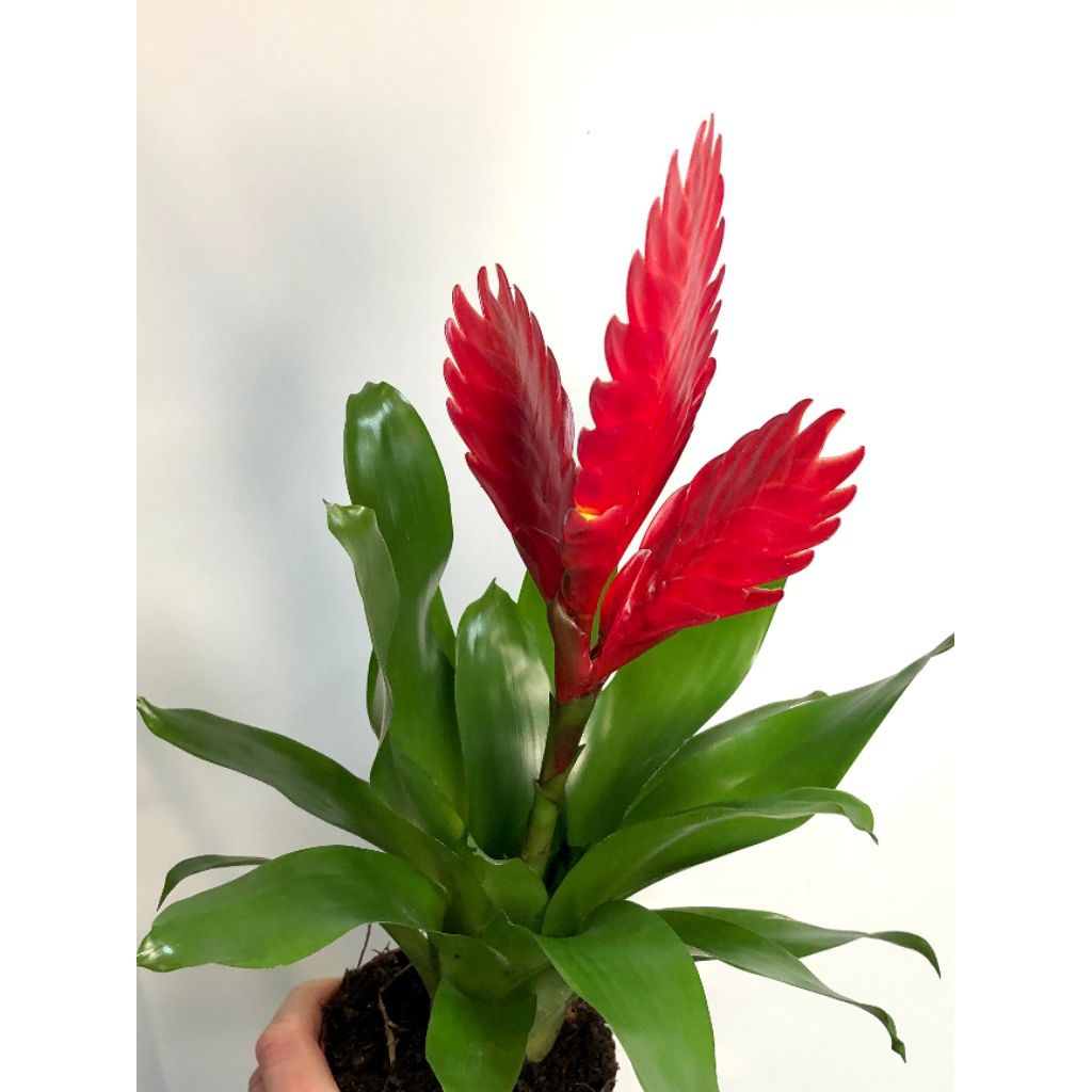 Tanaman Bromelia Vriesea laranja