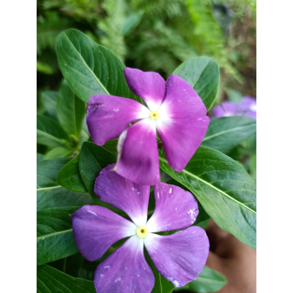 Plant/tanaman-bunga(bukan biji) VINCA-Periwinkle(TapakDara) LAVENDER HALLO IMPORT rimbun- bunga tama
