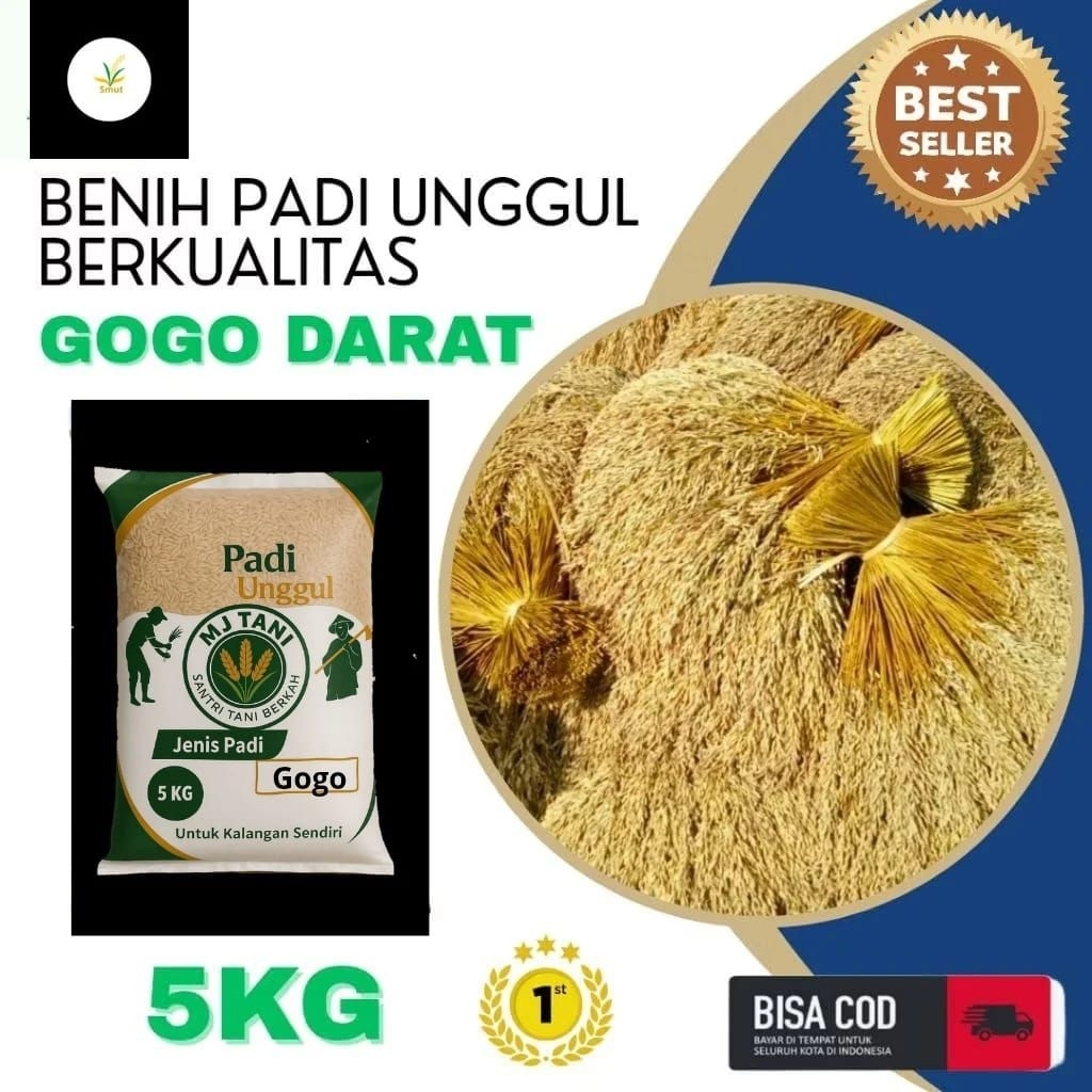 bibit padi GOGO padi ladang padi huma