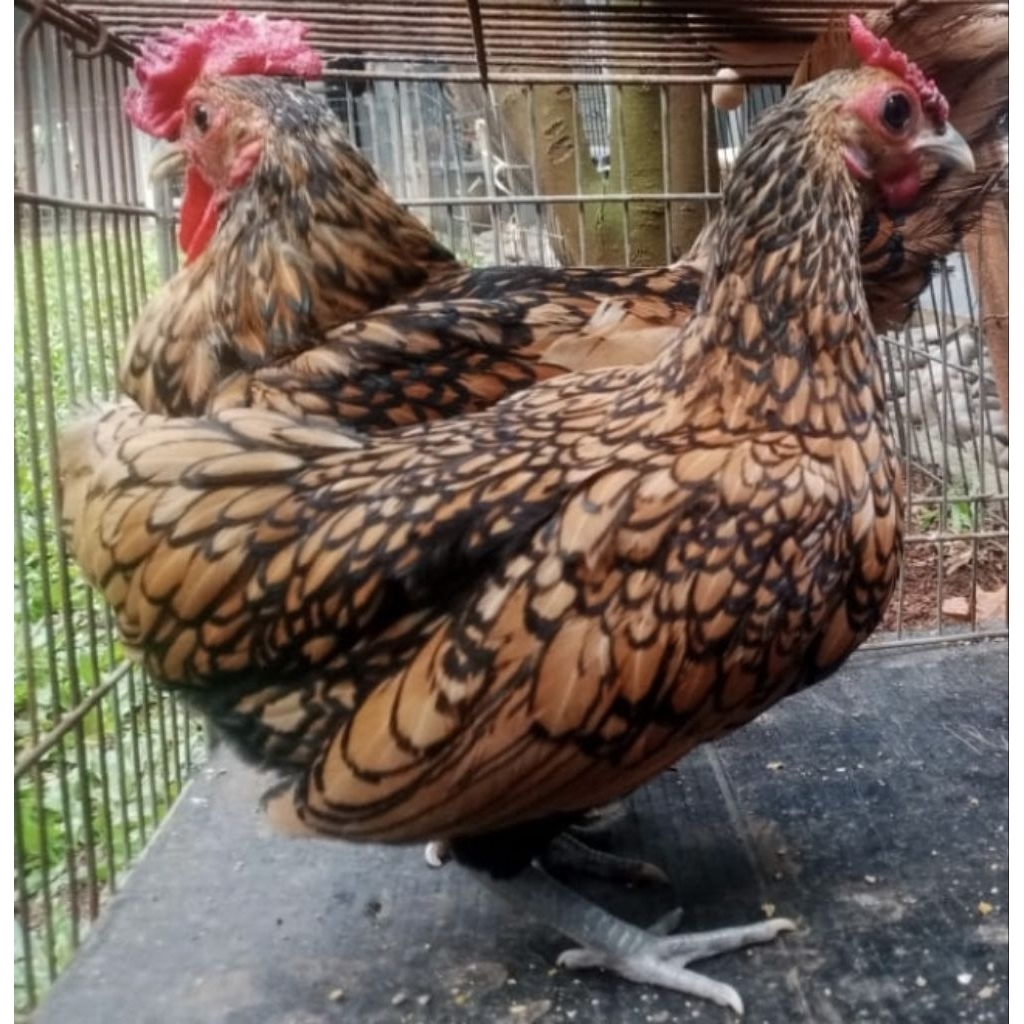 Ayam Kate Batik Kanada Sepasang