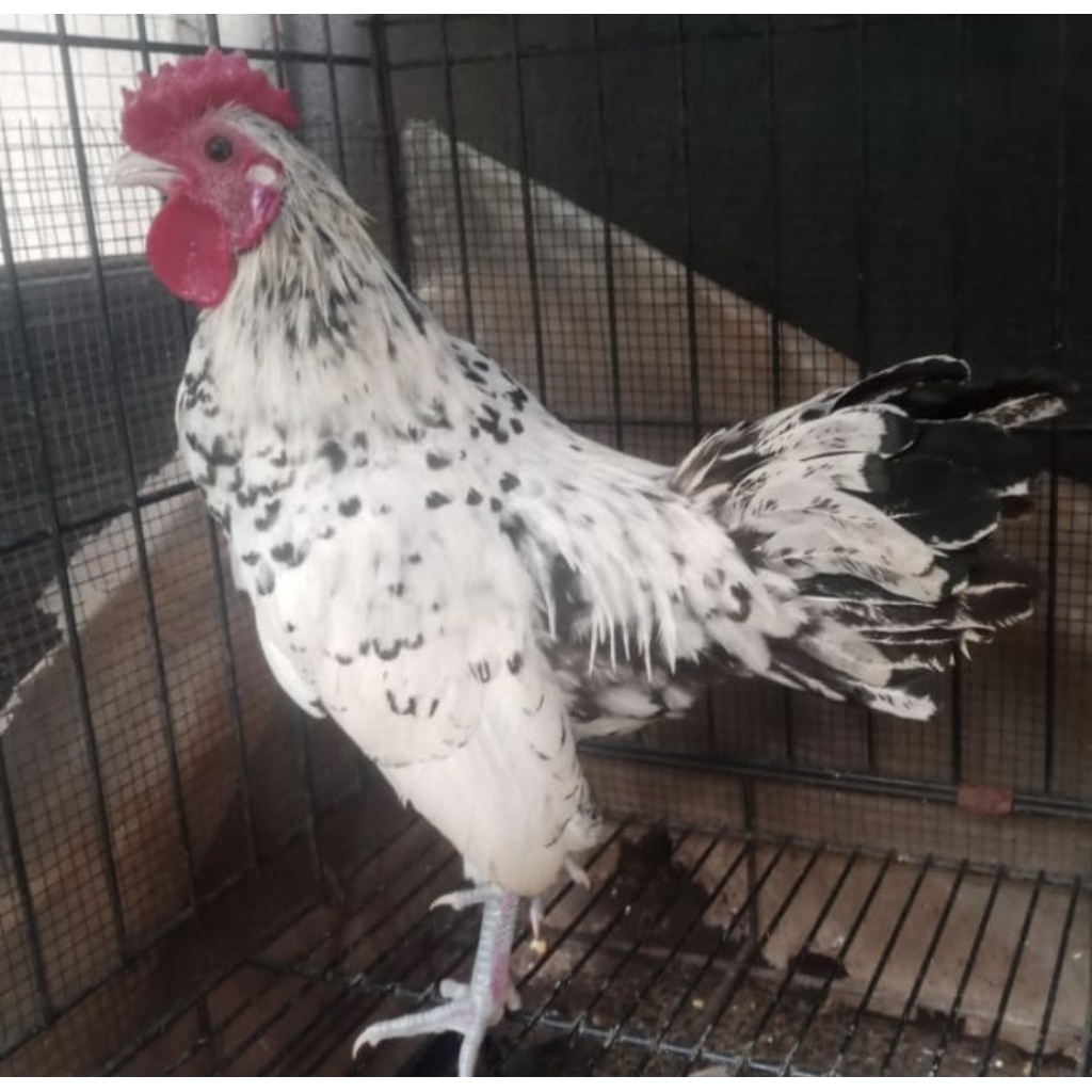 Ayam Kate Batik Italia Jantan