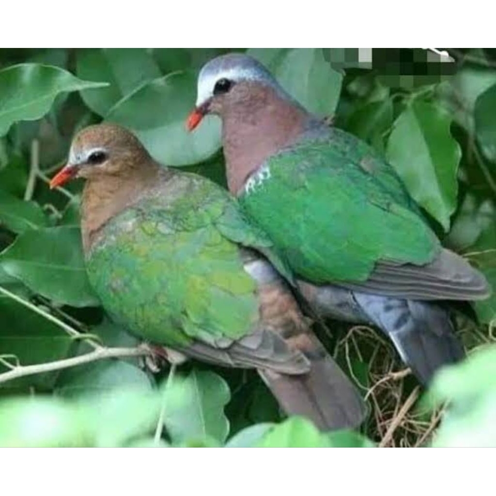 Burung tekukur putri mandi sepasang rawatan pilihan