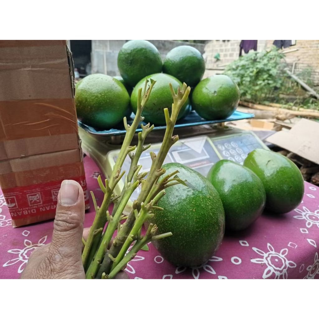 10 ENTRES alpukat miki dan mentega untuk belajar okulasi atau kebutuhan produksi valid sudah berbuah