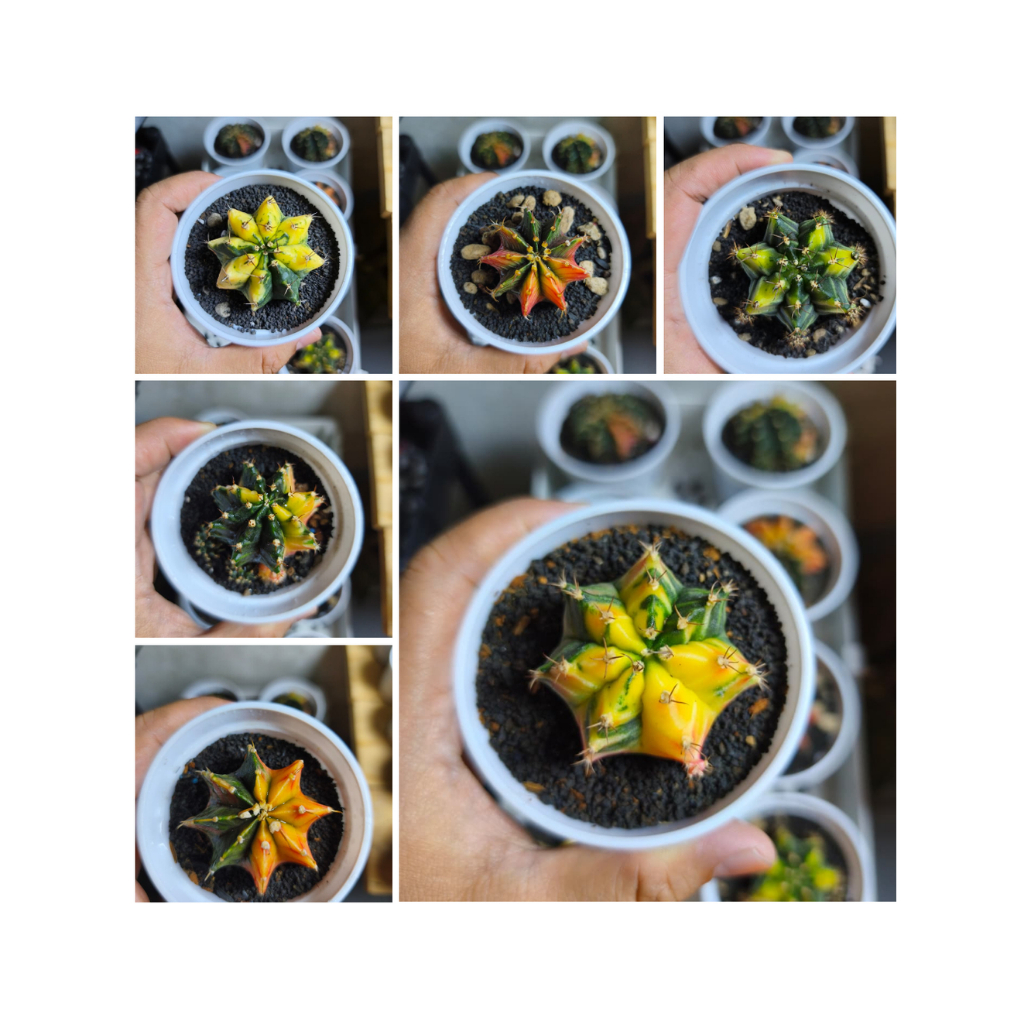 Promo Gymno Miha LB Var Seedling Hybrid