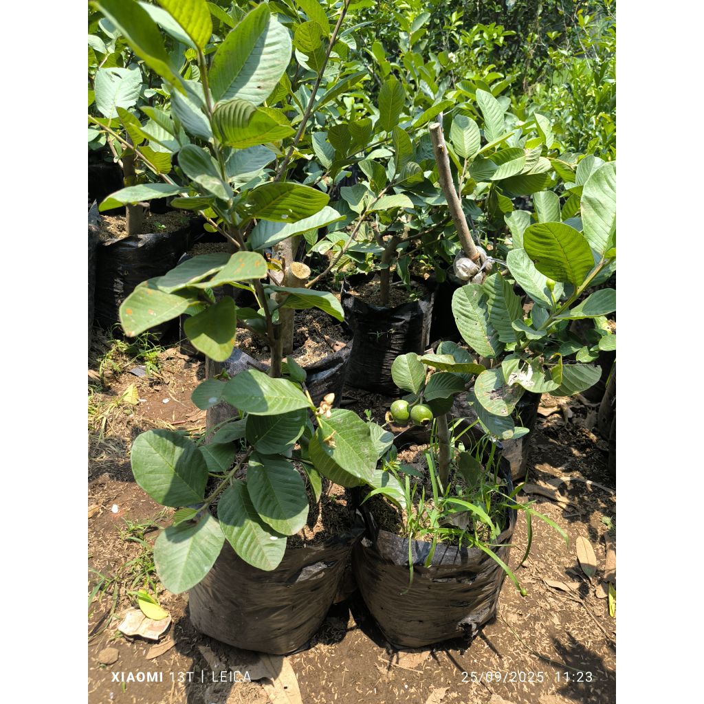 bibit jambu kristal merah berbunga/berbuah (ukuran besar)