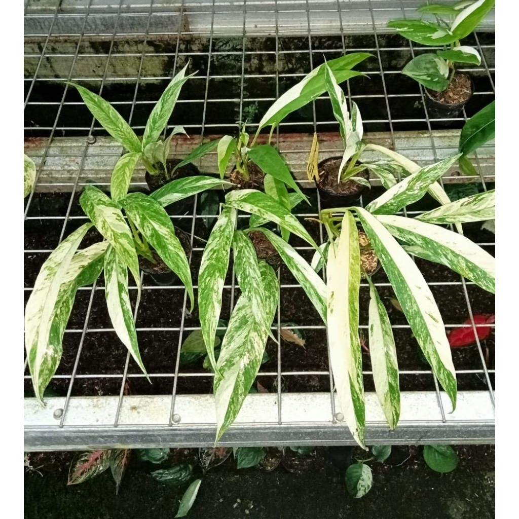 TANAMAN HIAS MEGASPERMA VARIGATA