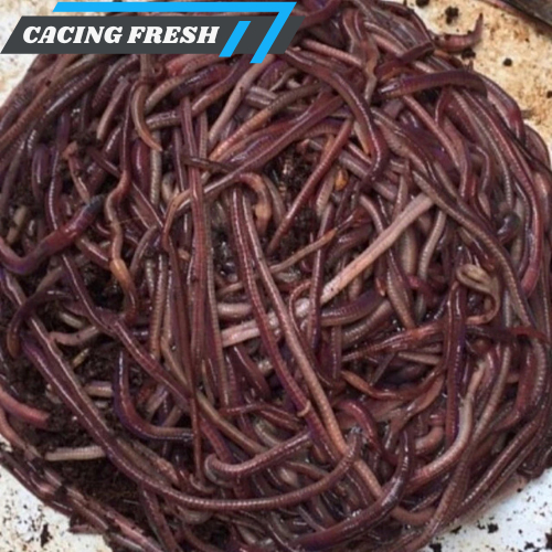 (Fresh) Cacing Tanah Hidup Anc Merah 250gram Umpan Pancing Pakan Unggas Ikan