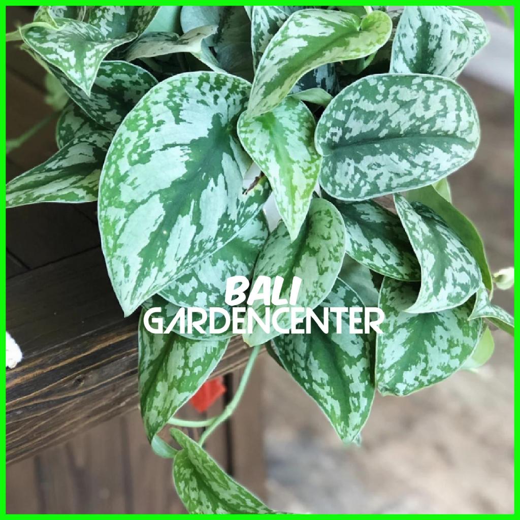 Tanaman Hias Scindapsus Pictus Exotica - Scindapsus Silver