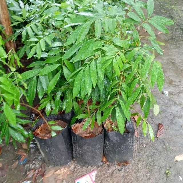 bibit kelengkeng new kristal/kateki