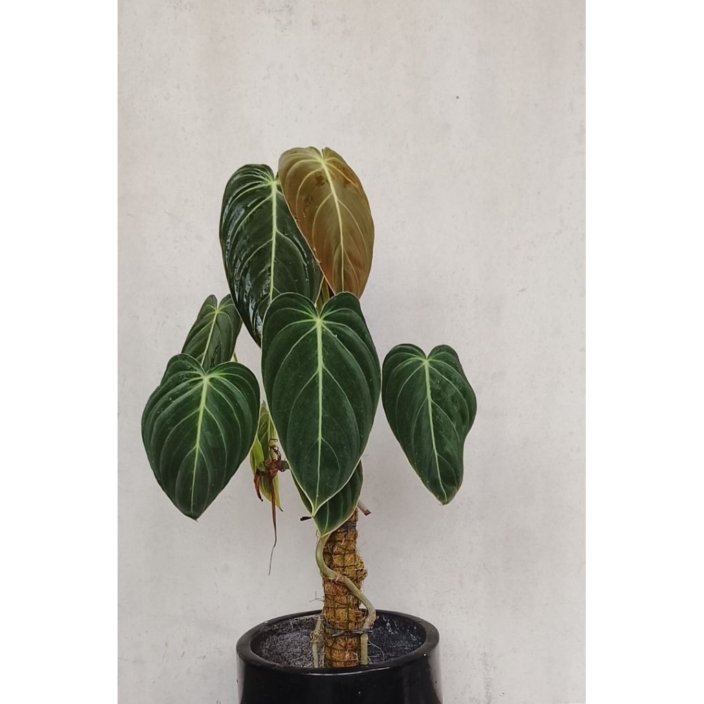 Tanaman Hias Philodendron Melanochrysum [ Milano ]