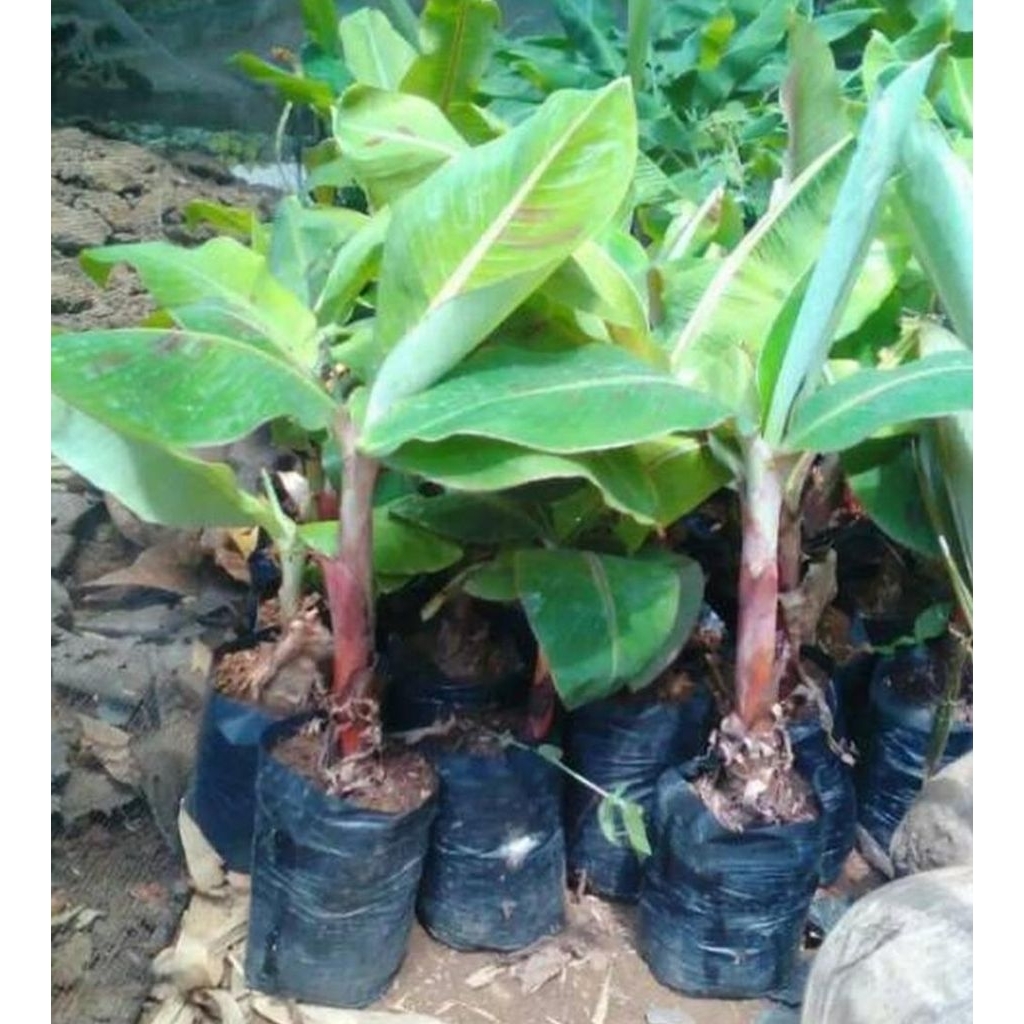bibit pisang tanduk super/pohon pisang tanduk bibit unggulan
