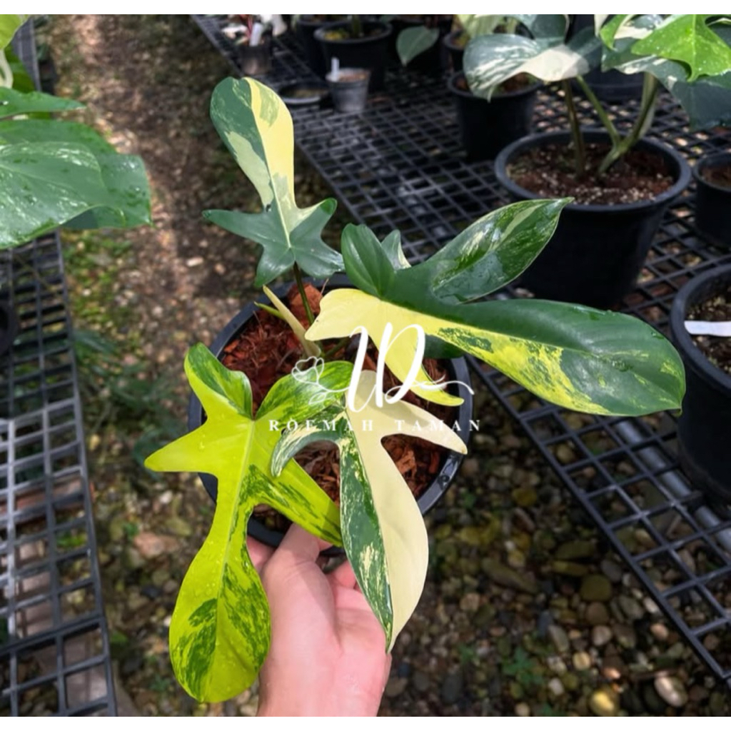 Philodendron florida beauty - philodendron flobe 1 daun