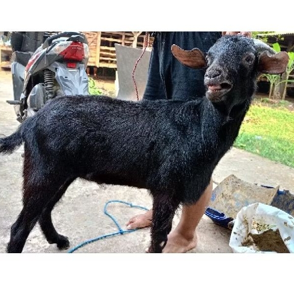 GRATIS ONGKIR GOSEND INSTAN kambing domba hidup / kambing aqiqah / domba aqiqah / akikah / kekah - H