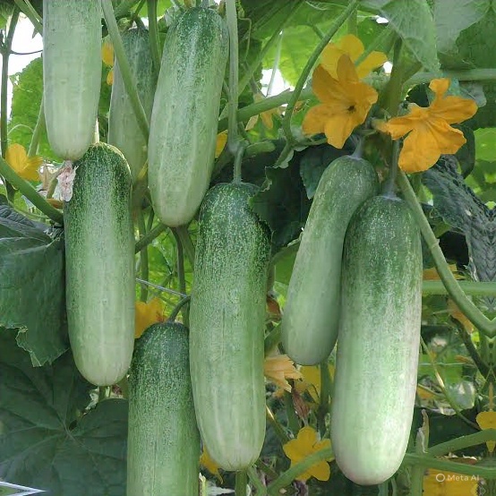 Bibit Timun Lalap TOPAS Benih timun lalap bibit timun unggul bibit timun lalap premium