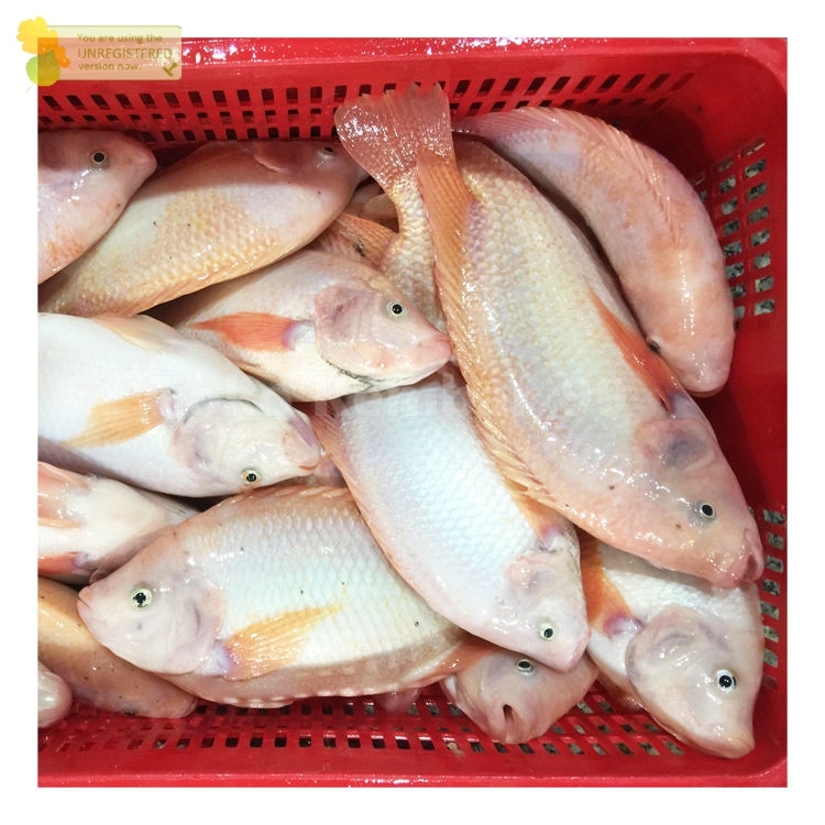 Ikan Nila 1Kg Ikan Nila Segar Ikan Nila Merah Ikan Segar 1Kg