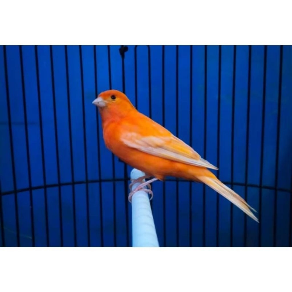 Burung Kenari Merlok Kenari pilihan jantan super