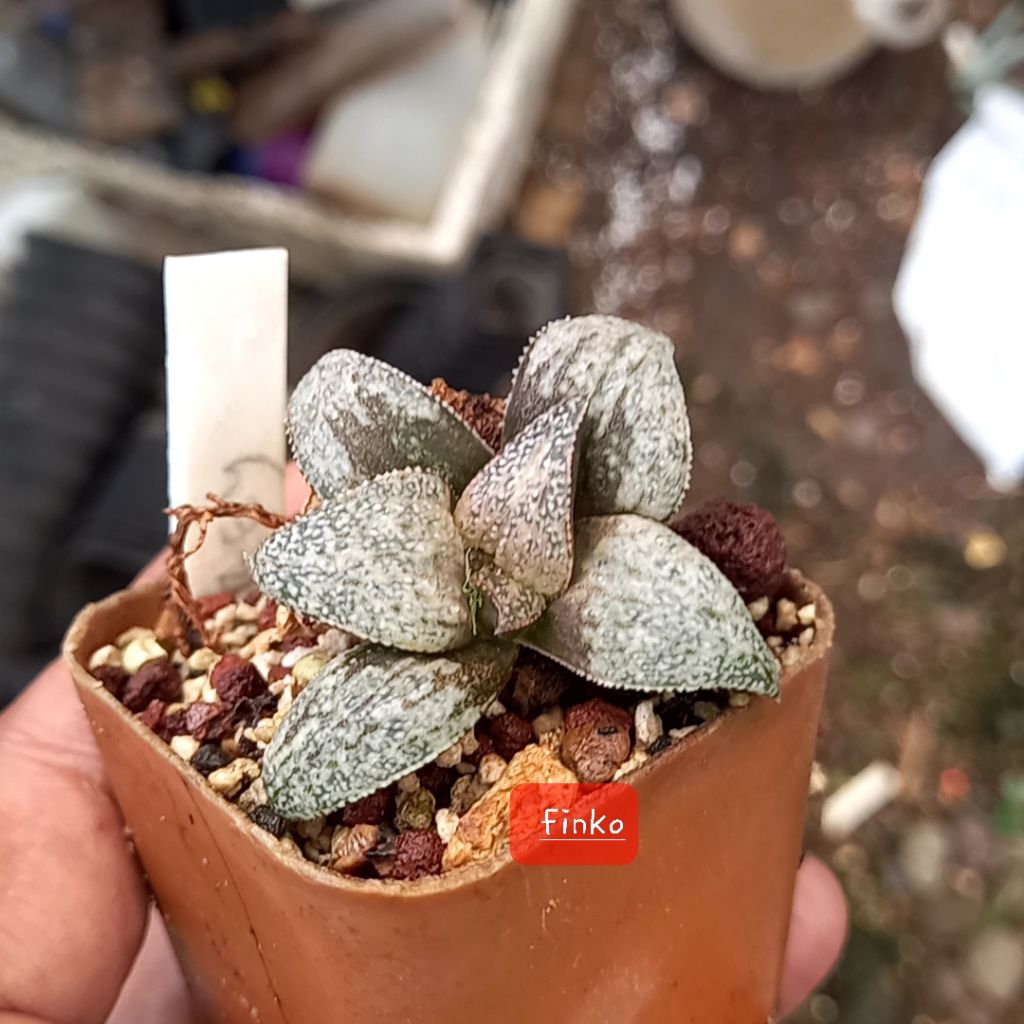 haworthia picta audrey