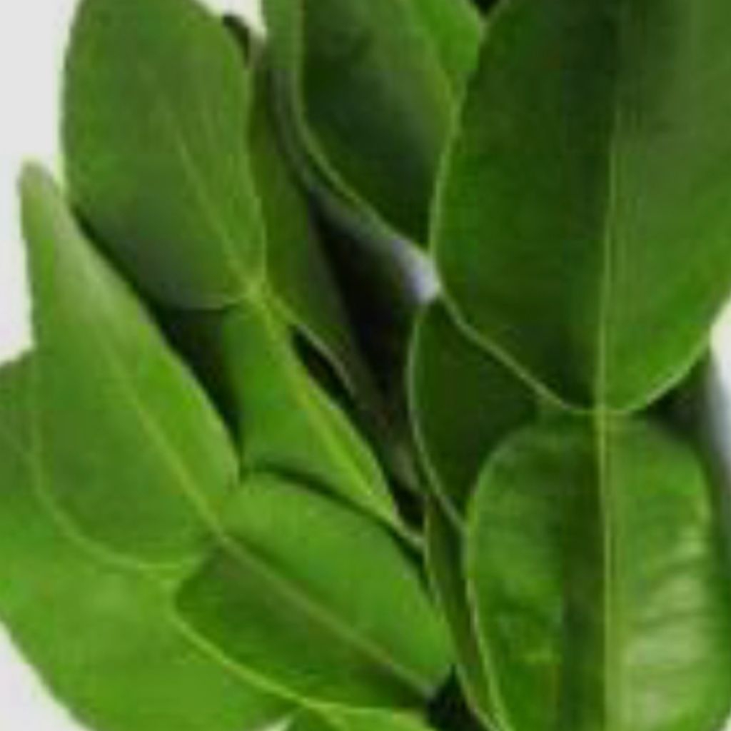 Jeruk purut daun jeruk purut segar petik kebun bumbu dapur bumbu masak bumbu sambal pecel 5 gram